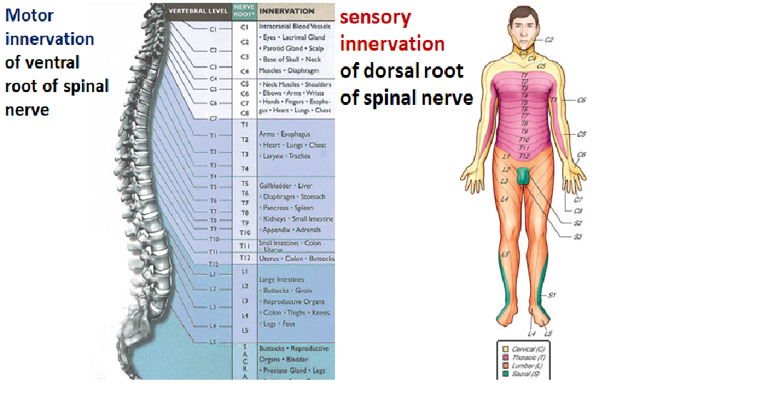 Difference between : Difference between ventral and dorsal root of