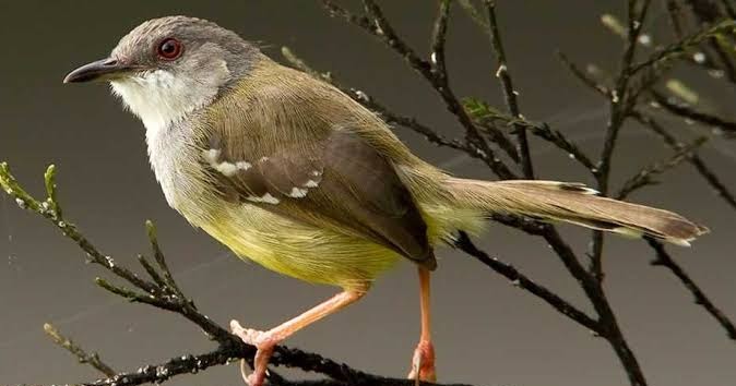 Download Suara Burung Ciblek Gacor Ngebren Mp3 Lengkap Pamankicau