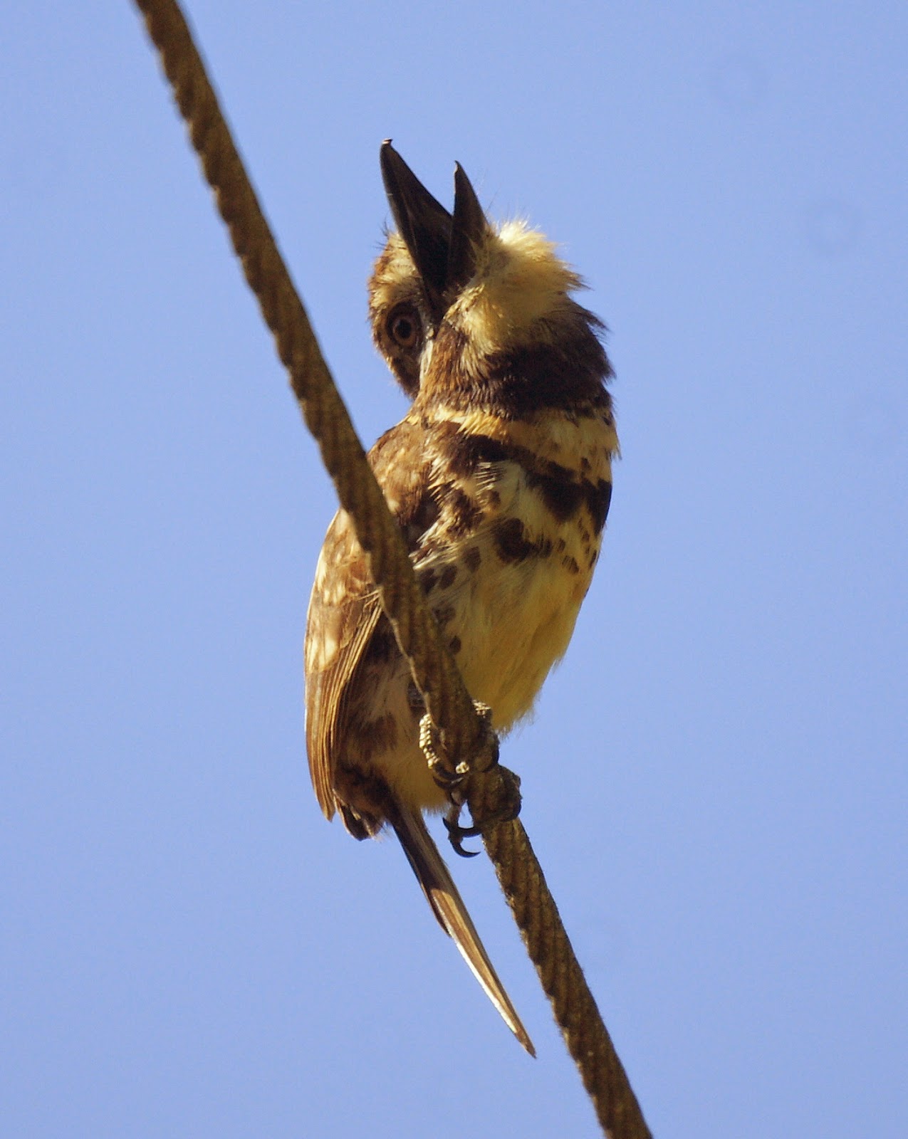 Aves de Venezuela con Historias
