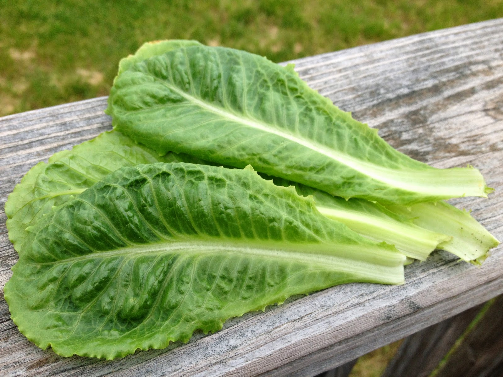Bonz Blogz Salad with Fresh Garden lettuce