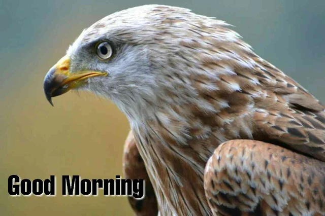 Beautiful birds good morning image Hawk