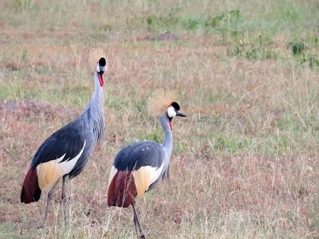 Uganda Birds: Uganda's National Bird: Grey Crowned Crane