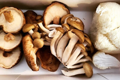 Scope of Mushroom Business in Arunachal Pradesh