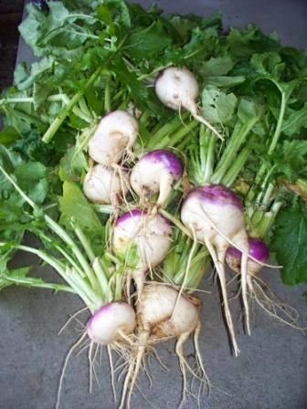 Garden - Herbs & Vegetables |Lovely Collection Garden - Herbs & Vegetables |Lovely Collection Turnip Companion Plants