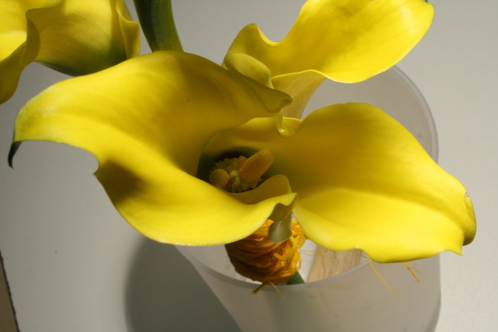 FLORS MAS LLUHI: CALA O LIRIOS AMARILLO TU RAMO DE NOVIA.