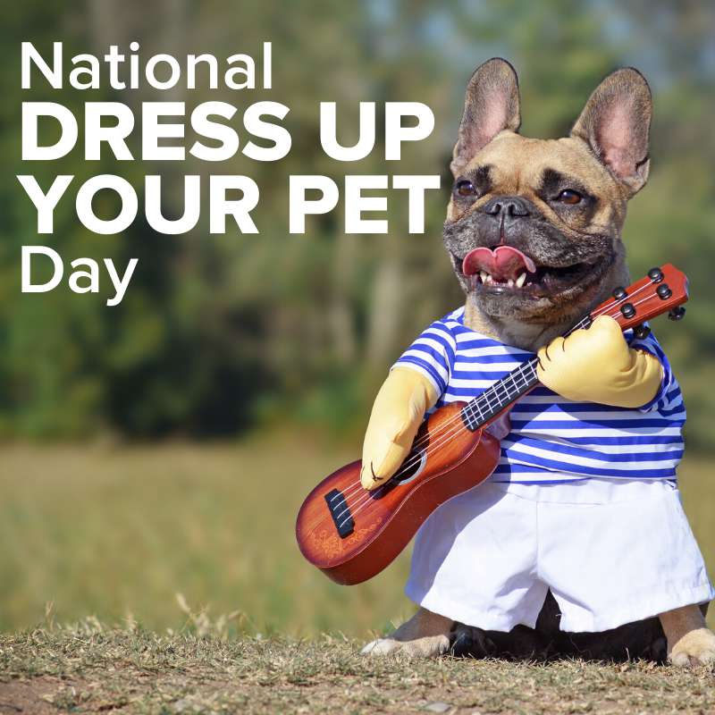 National Dress Up Your Pet Day Wishes Photos