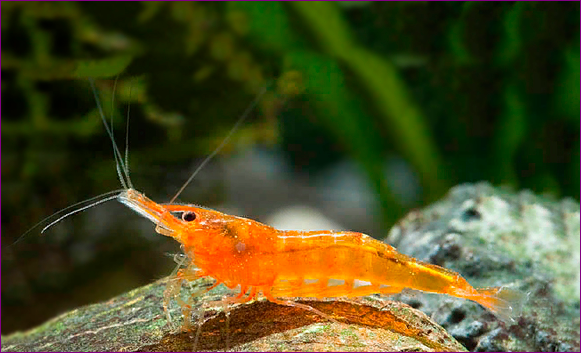 Mandarin shrimp Jenis Udang Hias yang Bisa Mempercantik Aquascape
