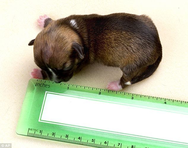 Best Dog Stories The smallest dog in the world Boo Boo is about to