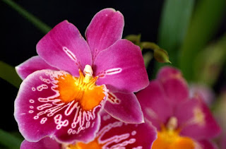 7 Bunga Anggrek Unik dan Cantik di Dunia
