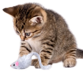 KUCING Aassania KUCING Aassania
