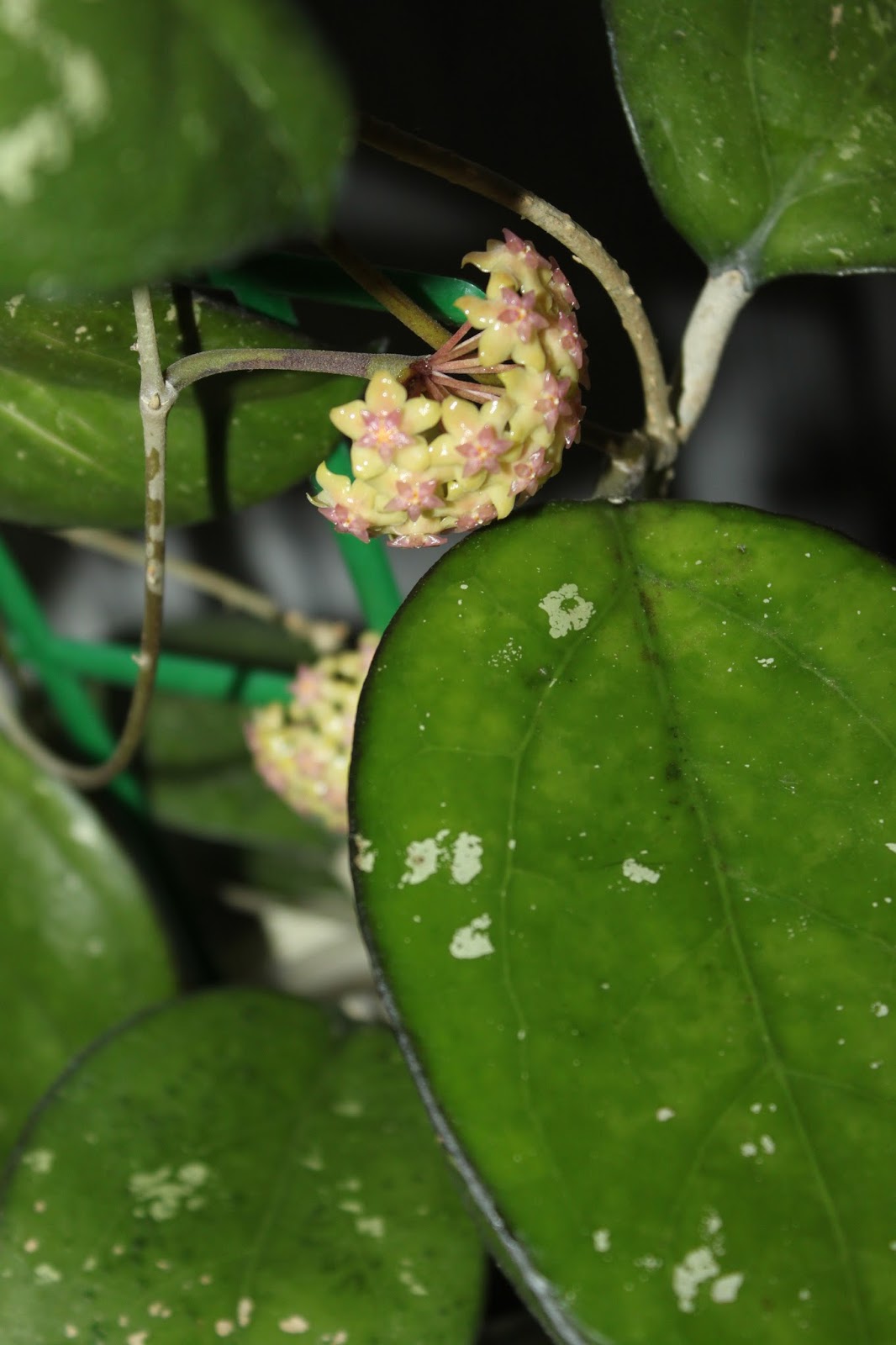 Hoyapassion Hoya vitellina. Hoya aff. stenophylla NS08030 = Hoya