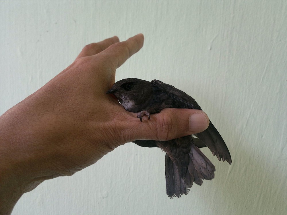 Birds and Nature Photography Raub House Swift