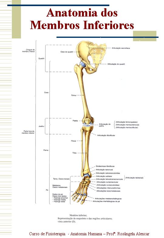 JORNAL PONTO COM: Anatomia dos membros superiores e inferiores!