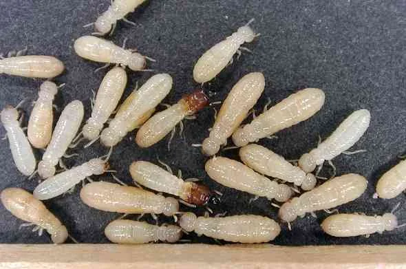 termites-النمل-الابيض
