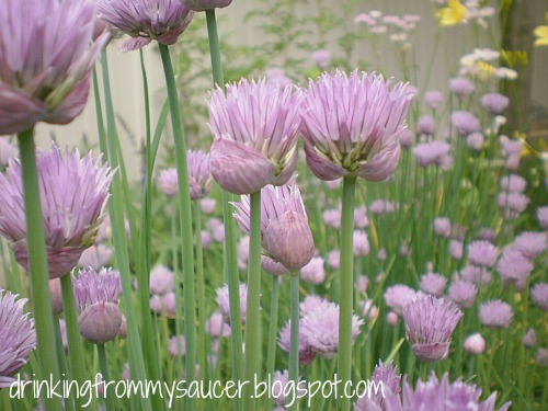 Chive Blossoms