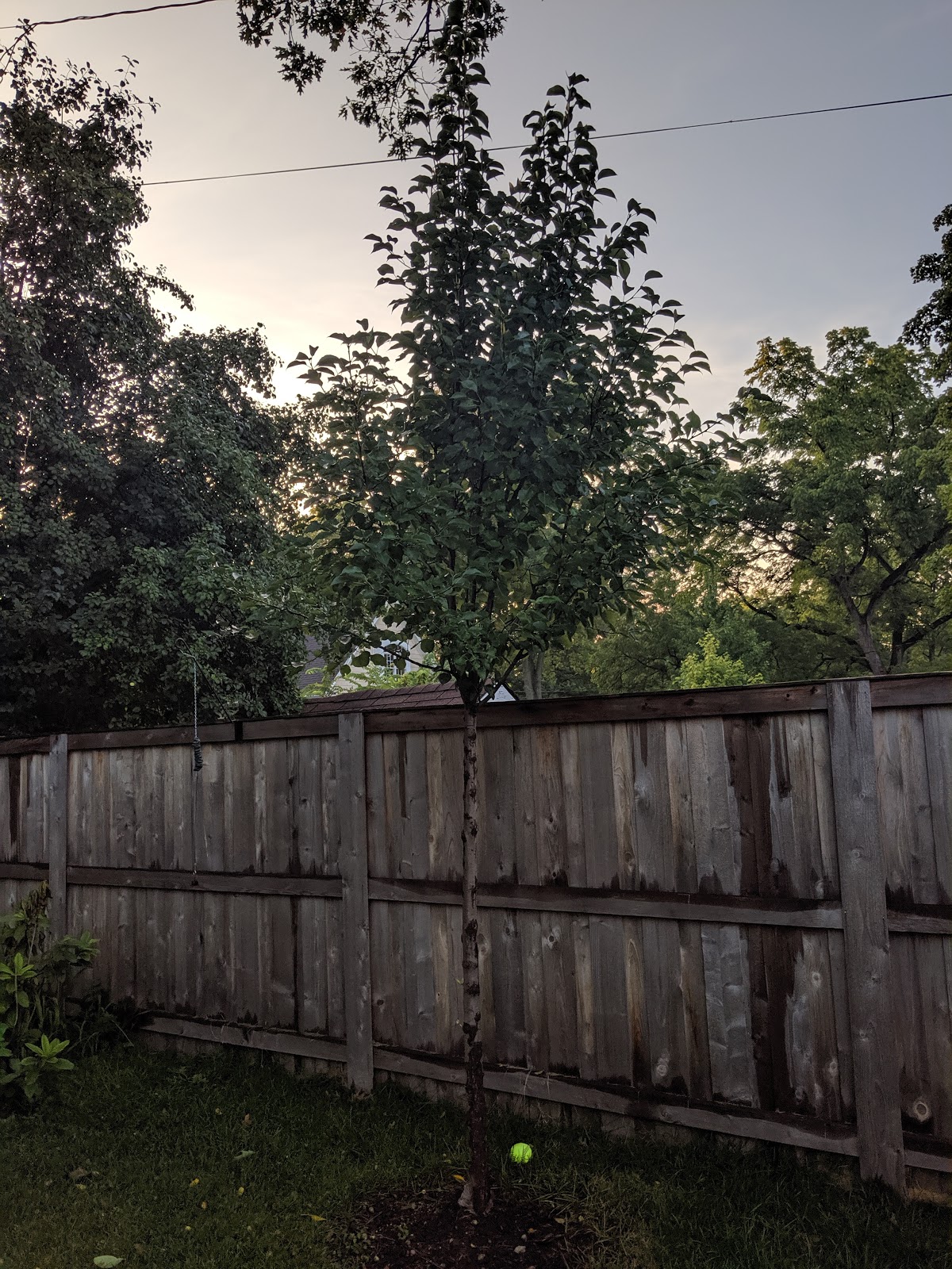 Tree Heights Inventory - Summer 2019