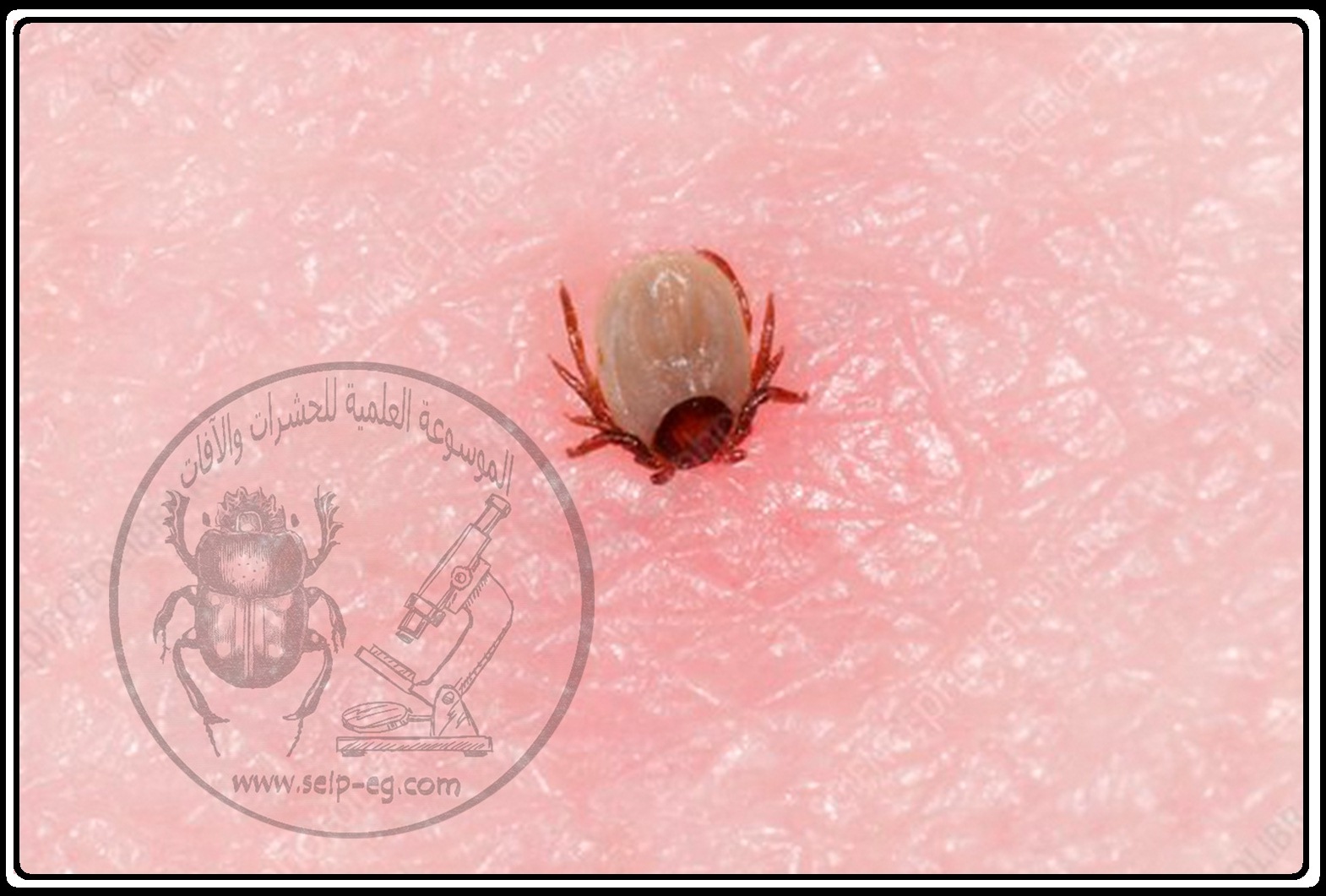 القراد الجامد قراد الجبل 7 القراد الجامد قراد الجبل 7