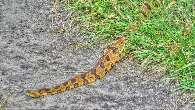 Rattlesnake On The Art Loeb Trail