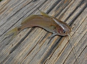 Cara Mancing Ikan Keting di Sungai - Tips Ikan
