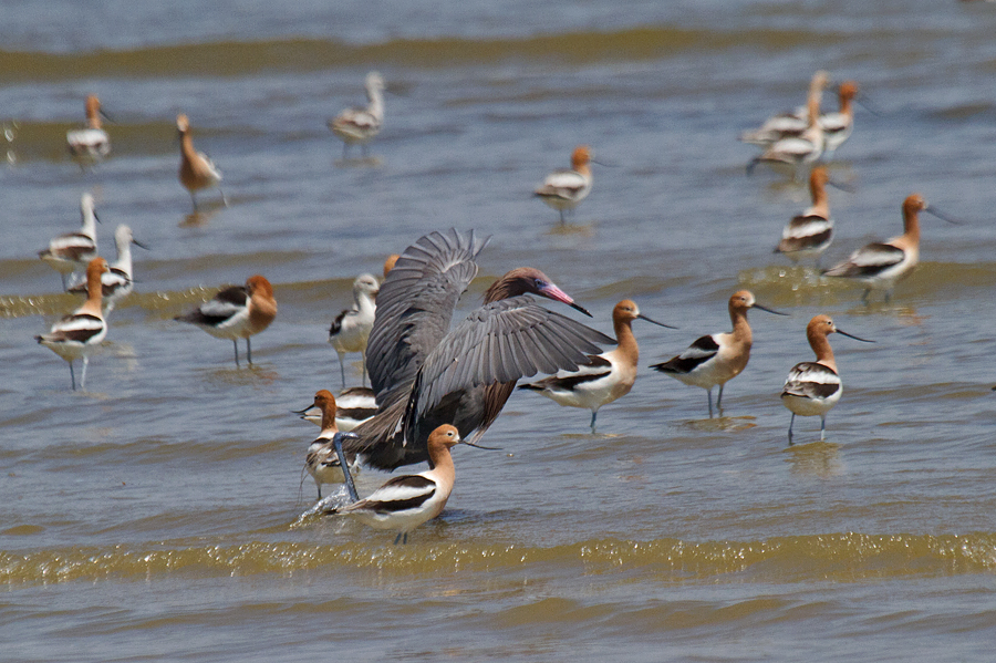 Lost in BIrding High Island...morning report...TEXAS (23 April)