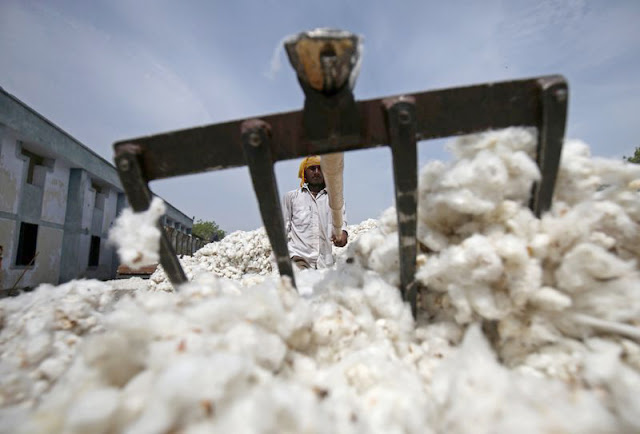 Cotton market prices Agriculture in India country stopped falling Maharashtra Cotton market income fell