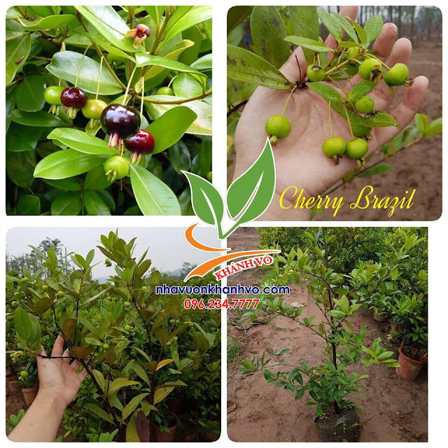 Cherry đang có hoa và trái tại vườn Tphcm 53528438_121466652283332_552875841340571648_n