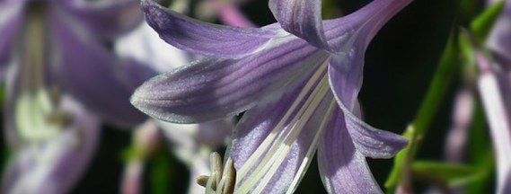 Closeup of a flower on a hosta