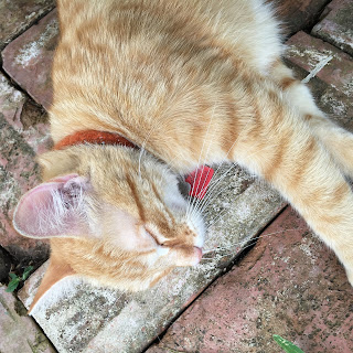sleeping cat on bricks Lefty had too much fun and needed a nap on the bricks