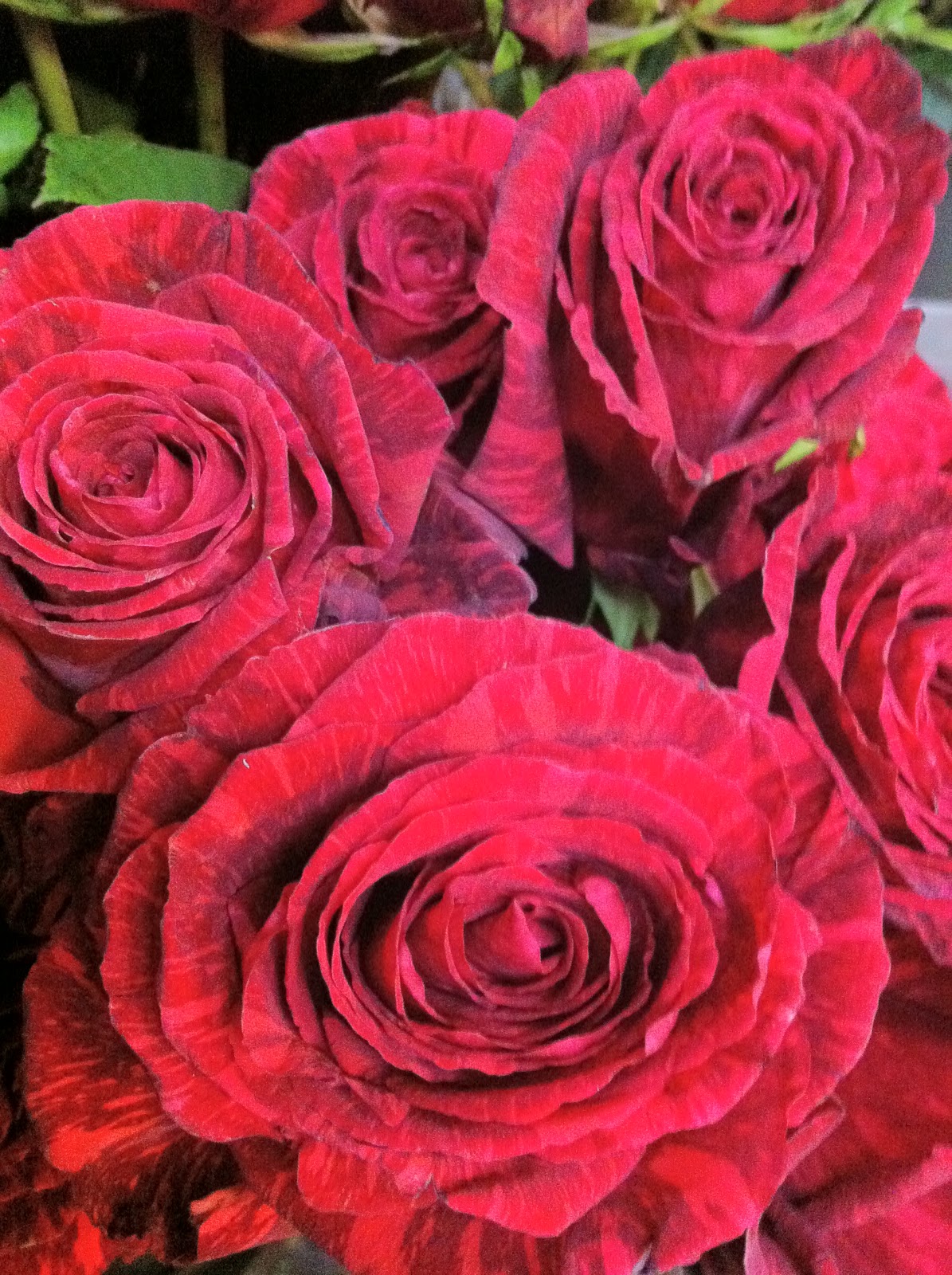 The Enchanted Petal: Lovely is the Rose