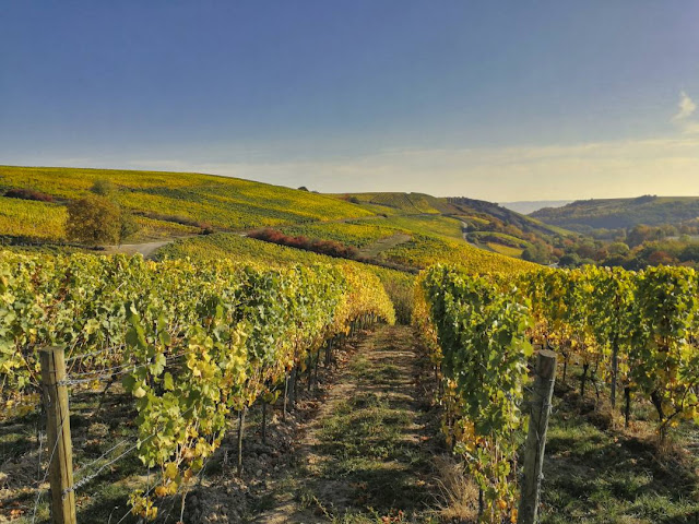 Weinlagen bei Rümmelsheim-Burg Layen.