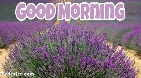 Best 20 Good Morning Images | Good Morning Images for Whatsapp Best 20 Good Morning Images | Good Morning Images for Whatsapp
