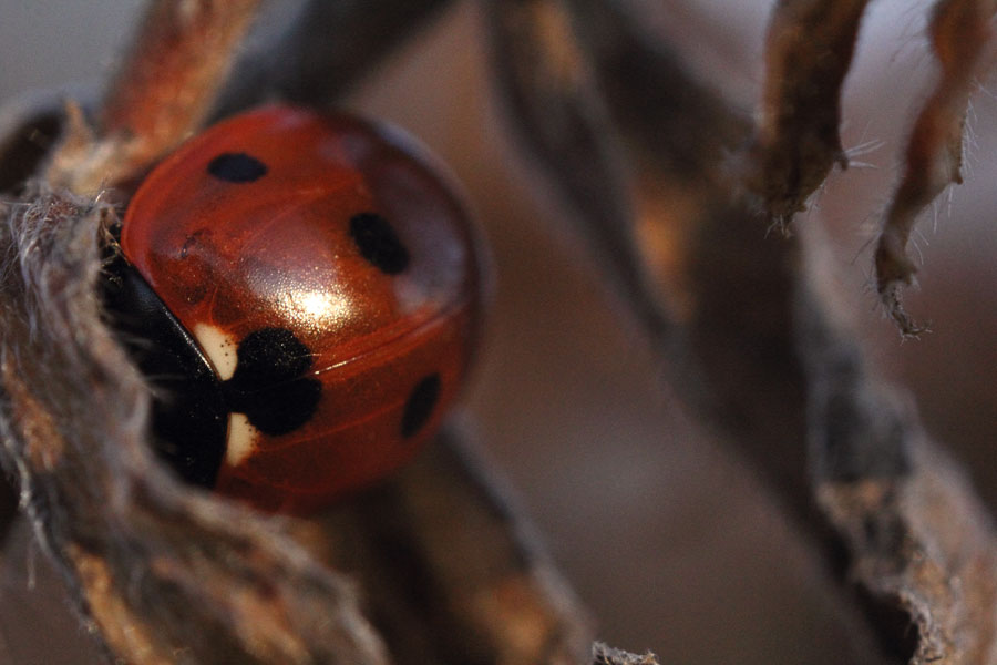 Mini-Wild: Clé Insectus