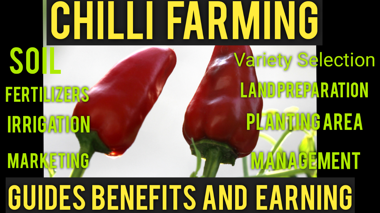 Chilli FarmingProcess, Benefits And Profit
