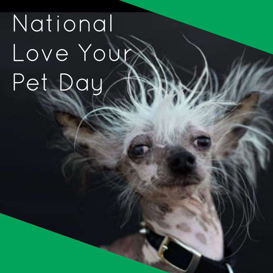 National Love Your Pet Day Wishes pics free download
