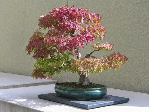 Magnificent bonsai types