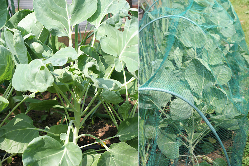 The Proud Garden: July 2013