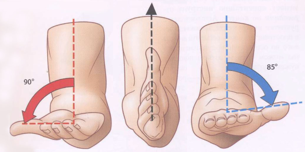 функции малой круглой мышцы плеча. ротация предплечья. пронация и супинация предплечья. ротация предплечья. ротация предплечья.