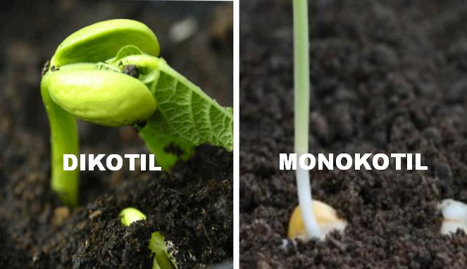 Perbedaan Tumbuhan Dikotil dan Monokotil Disertai Dengan Tabel