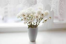 Indoor plant with white flowers