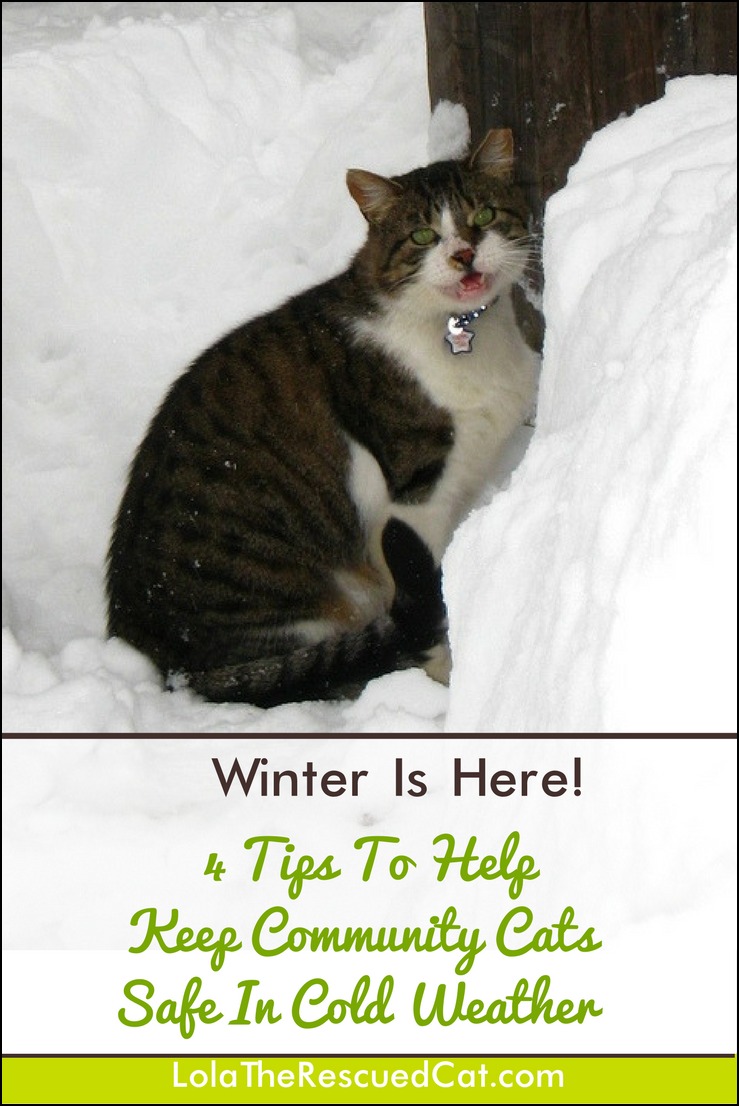 Lola The Rescued Cat 4 Tips To Help Keep Community Cats Safe In Cold