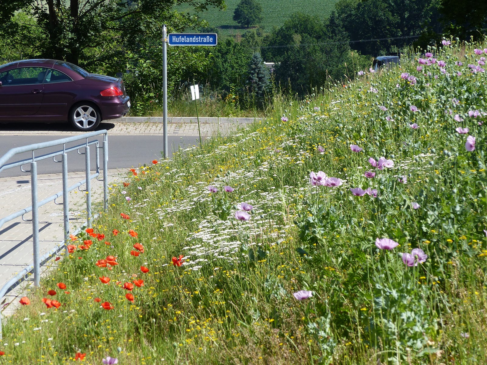 SüdharzKurier Blumen und Gräser statt Rasen Blühwiesen