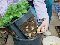 6 Langkah Mudah Menanam Kentang Metode Tabulampot, Mau Tau!