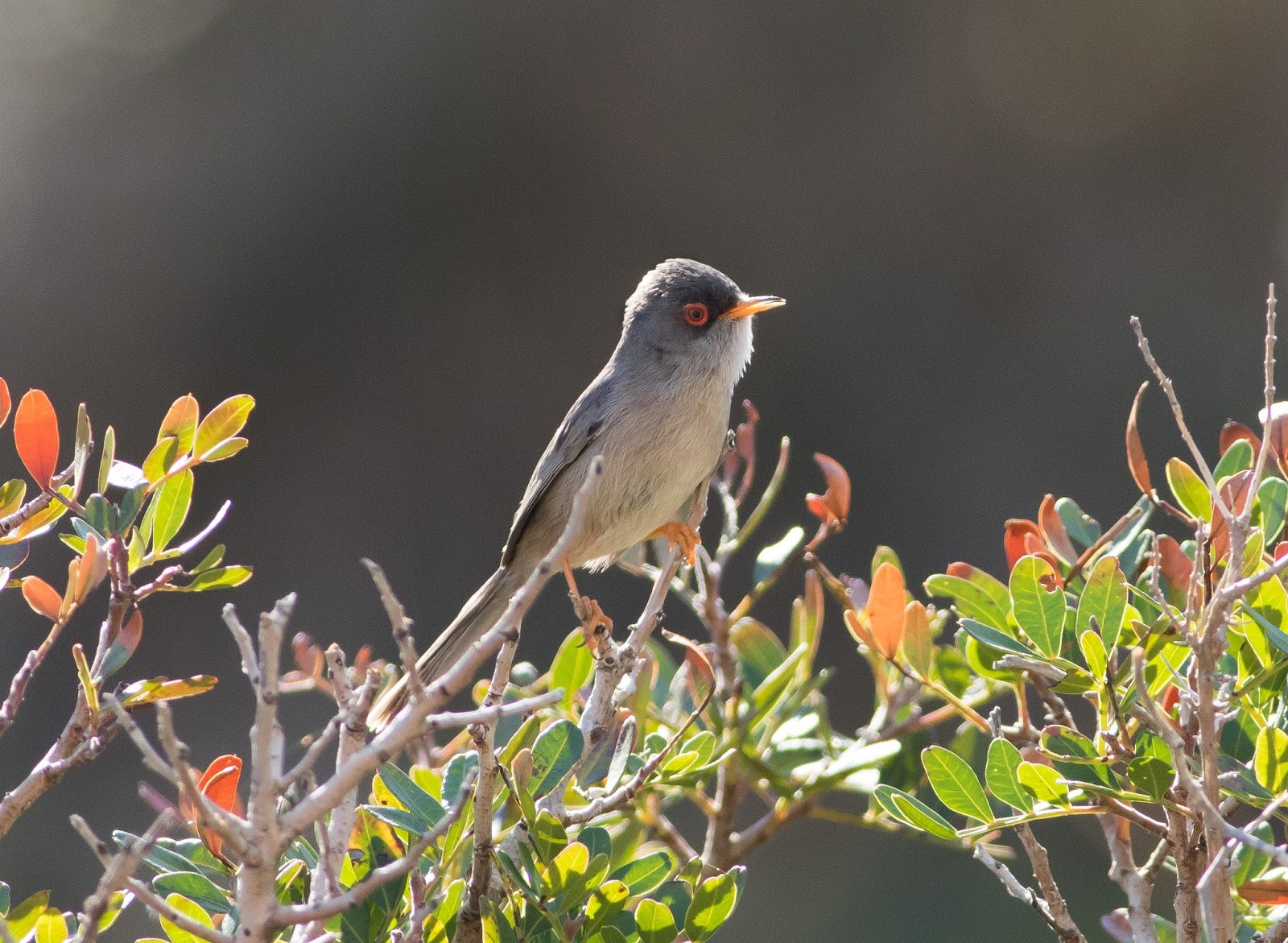 birding trip reports mallorca