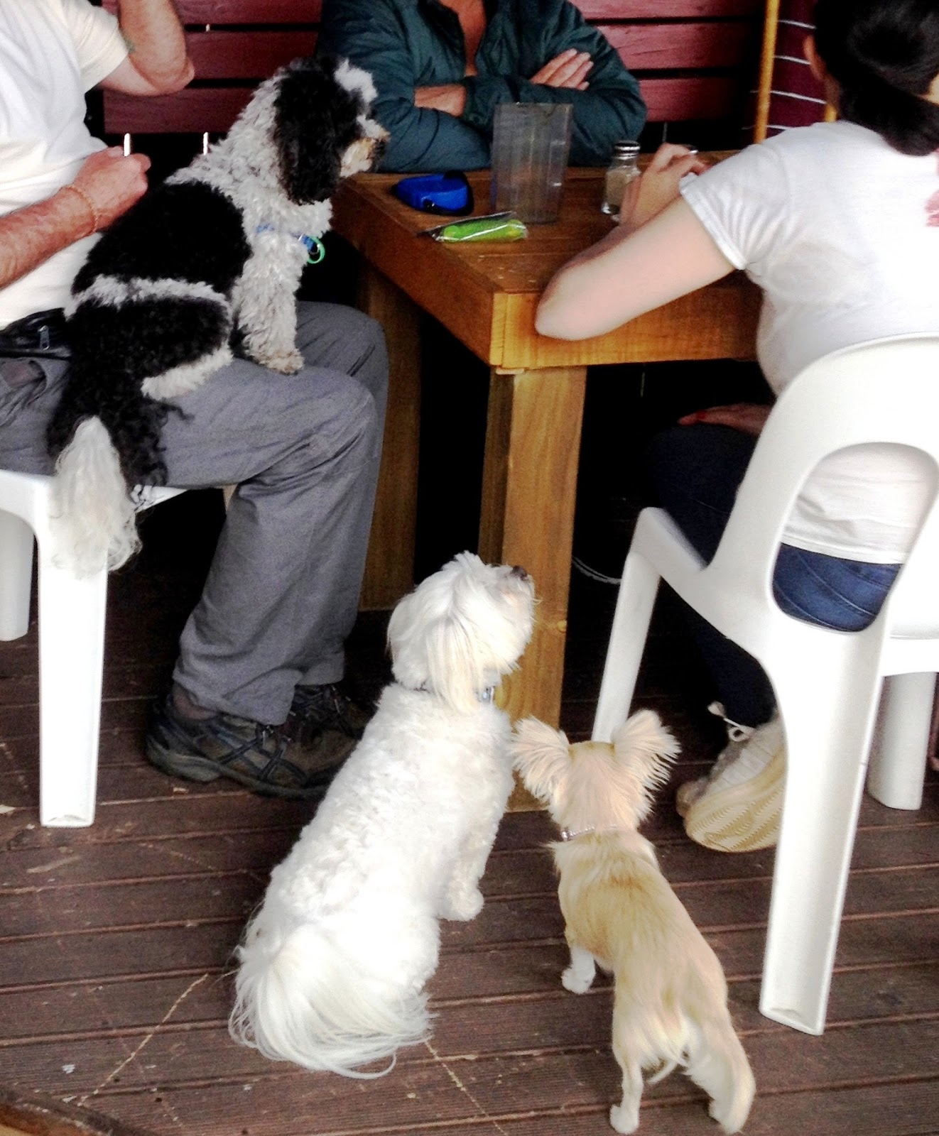 Small Dog Socials Dog Friendly Cafes small-dog-socials-dog-friendly-cafes