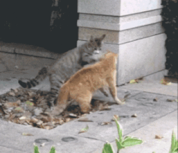 tumblr_pycmx5qtJ11toamj8o1_400.gif
