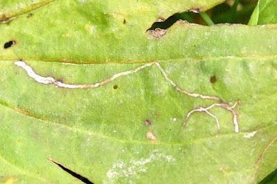 Yaprak oygusu (Phytomyza plantaginis)