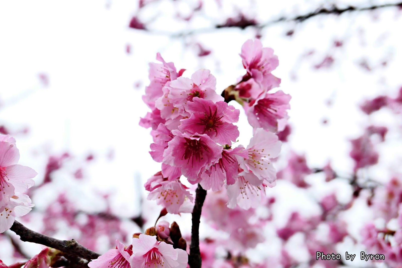 陽明山 櫻花