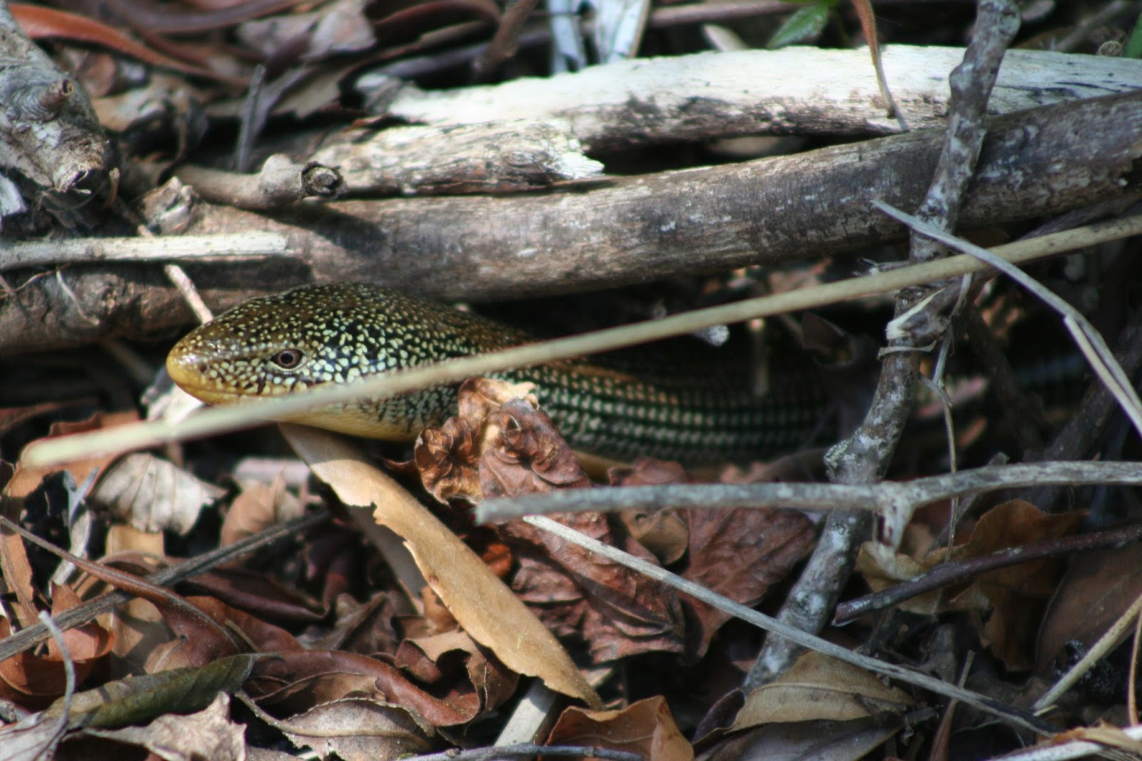 Hoot Owl Karma Eastern Glass Lizard (Fragile, Handle with Care)