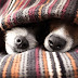 Durazno : Protectoras en campaña para conseguir abrigo para perros sin hogar