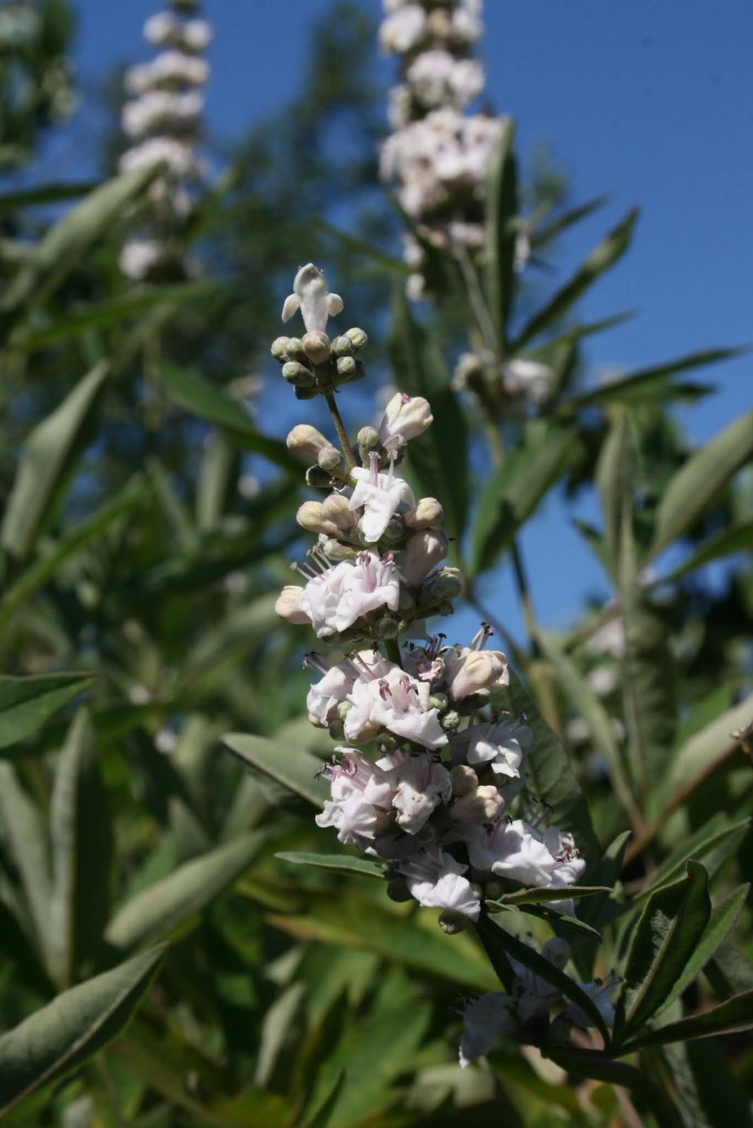 A J Rahn Greenhouses Sweet Broom Plant